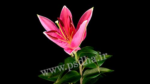 کلیپ روییدن سریع گل