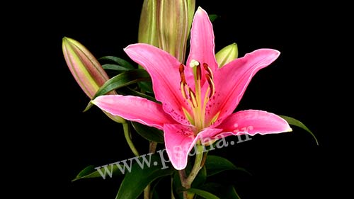 فوتیج رویش گل