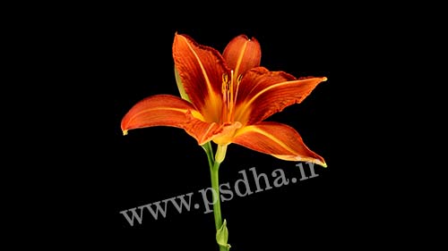 فیلم روییدن سریع گیاه