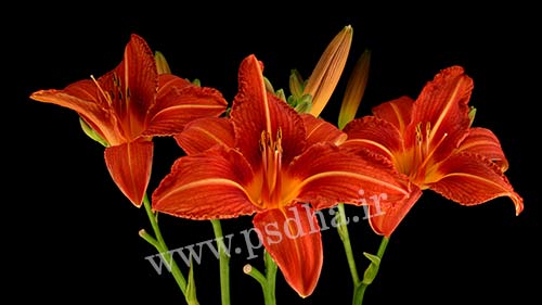 رویش سریع گل و گیاه