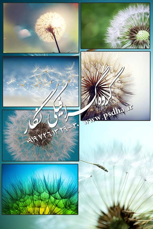 دانلود تصاویر با کیفیت قاصدک در بکگراند های رنگی