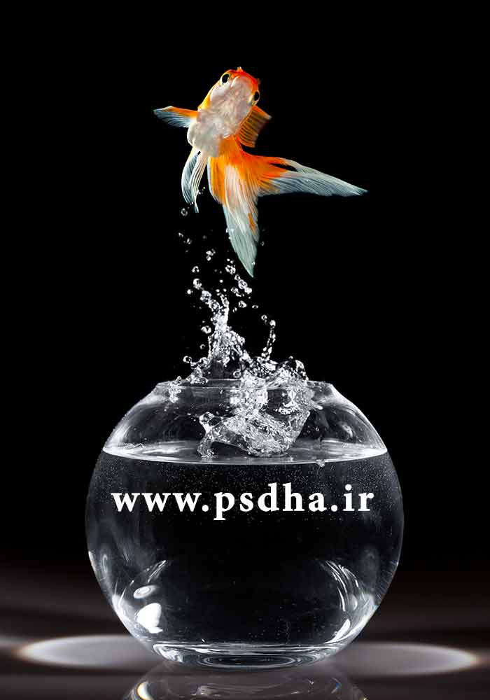 عکس ماهی قرمز عید نوروز در تنگ ماهی با کیفیت عالی