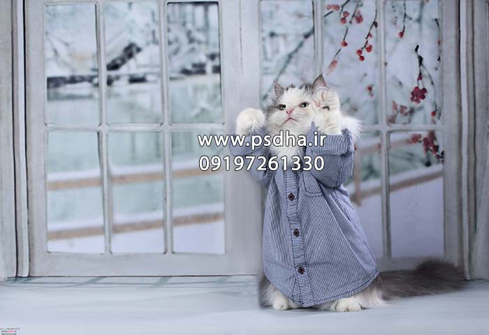 دانلود بک گراند برای فتوشاپ عکس