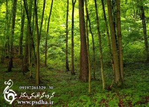 منظره تابستانی