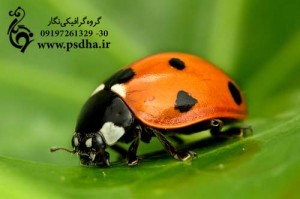 تصاویر با کیفیت کفش دوزک