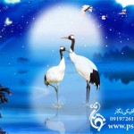 طرح لایه باز لک لک ها در دریاچه