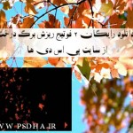 دانلود فوتیج FullHD کروماکی از ریزش برگ درختان پاییزی