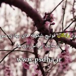 فوتیج شکوفه های بهاری صورتی