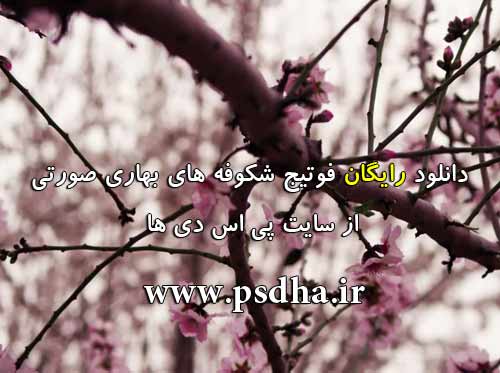 فوتیج شکوفه های بهار