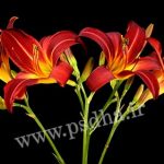 دانلود فیلم رویش سریع گل