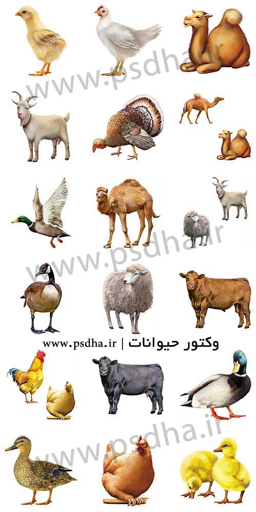 دانلود رایگان وکتور جیوانات اهلی