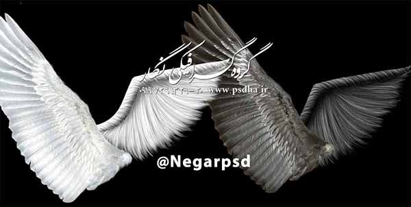 دانلود بال پرنده و فرشته psd