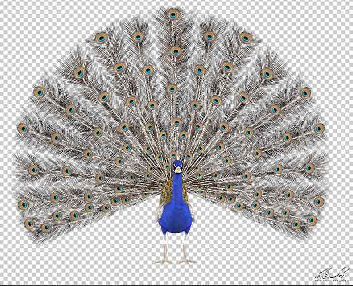 دانلود رایگان عکس طاووس دوربر شده بصورت png