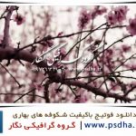 فوتیج باکیفیت شکوفه های بهاری