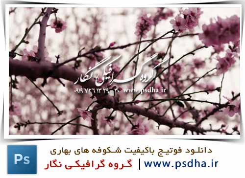 فوتیج باکیفیت شکوفه های بهاری