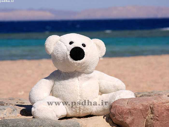 بک گراند خرس عروسکی