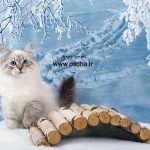 دانلود بک گراند با کیفیت عکس آتلیه کد3683