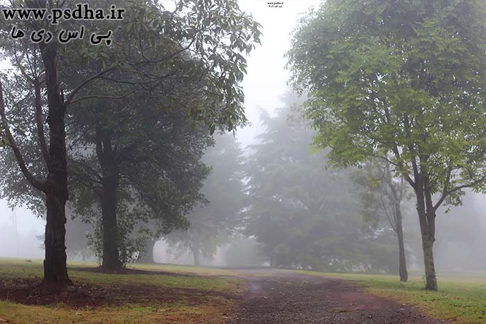 دانلود بک گراند جنگل مه آلود برای عکس