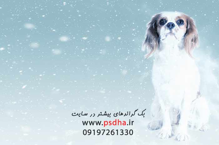بک گراند با نمای زمستان و سگ