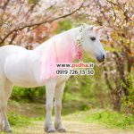 دانلود بک گراند پاییز و تولد برای عکاسی ها کد 4192
